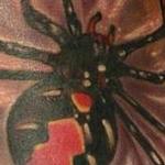 Tattoos - Latrodectus Hasselti Thorell - 100429